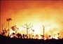 Feuer, Brasilien
(Bild-ID: 297)